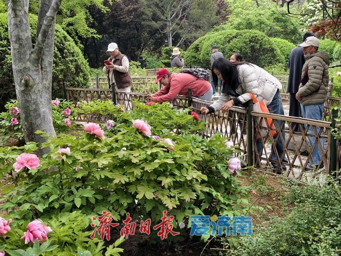 一年四季 泉在济南丨雨后牡丹，分外娇艳