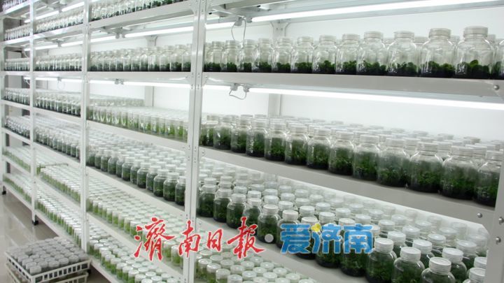 商河：一粒种子激活农业“芯”动能