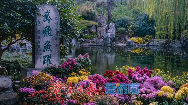 济南市第47届趵突泉金秋菊展将于10月24日盛装启幕