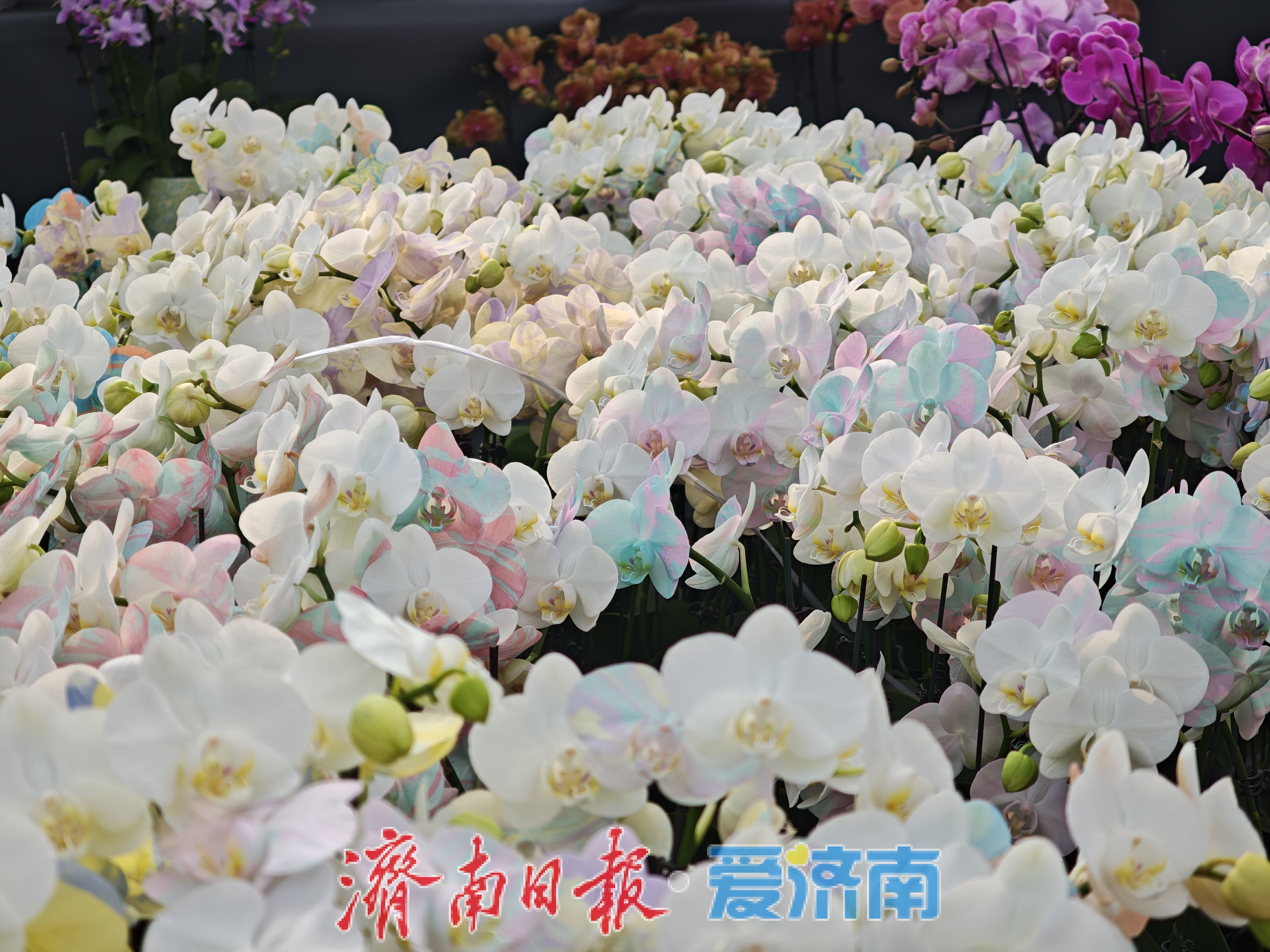 ���ϸ��������г��껨���ۻ��ȣ�����������װ����׷��