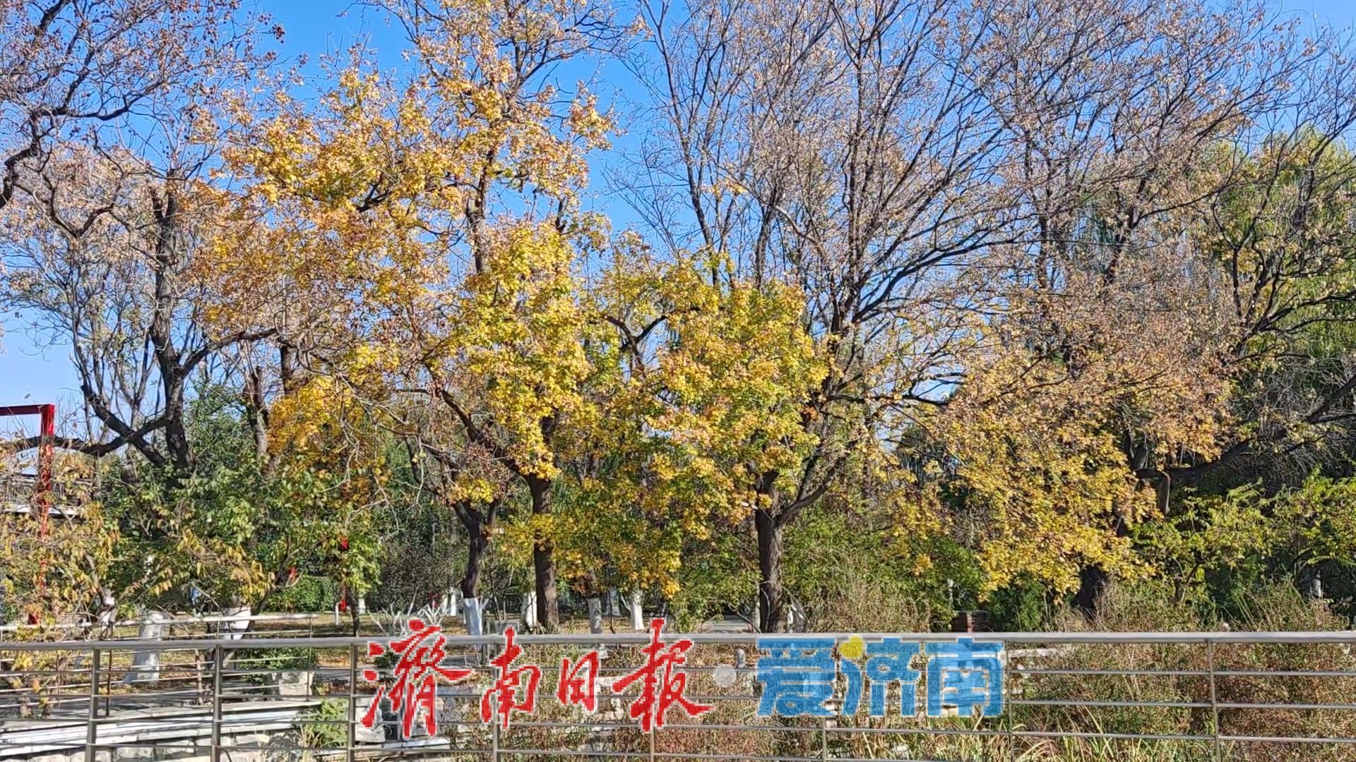 泉城公园载起济南冬日“小确幸”