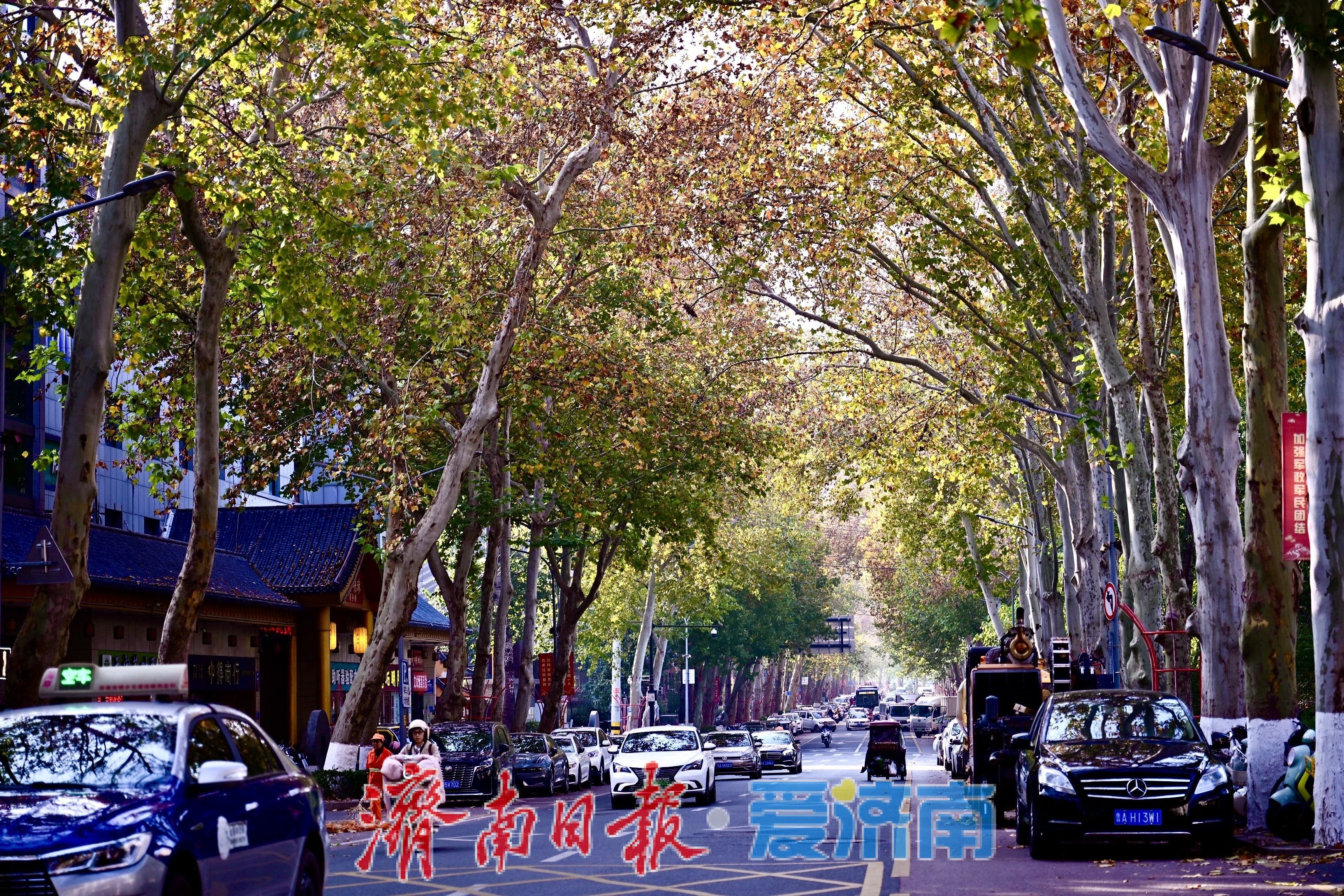 马鞍山路梧桐披“渐变彩裳”，秋末冬初诗意浓