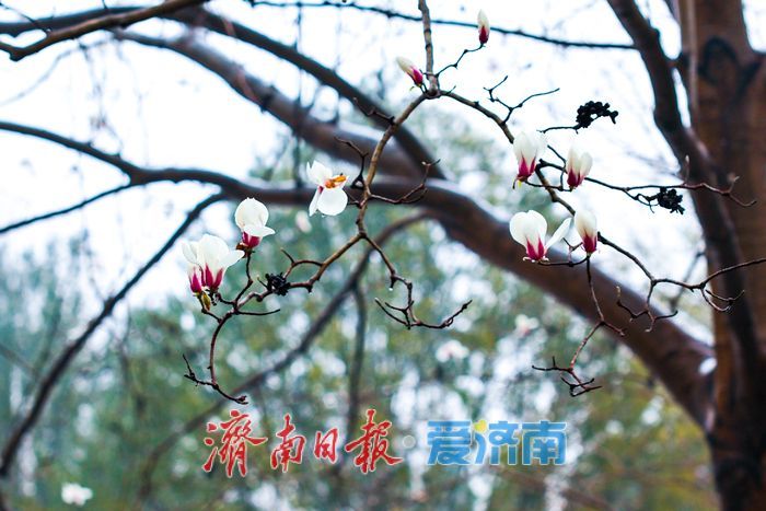 一年四季 泉在济南丨春雪映玉兰 泉城公园美翻了