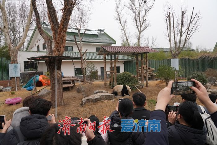被“憨态可掬”治愈！济南动物园大熊猫成春日最暖风景