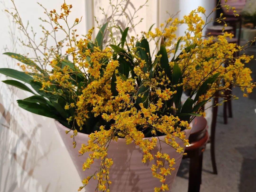 济南公园上演新春盛典，赏花购年货一站式解锁