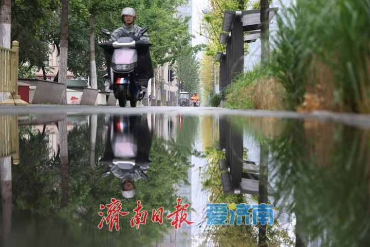 一年四季 泉在济南｜雨润娜塔栎 城市街头尽显绿意风情