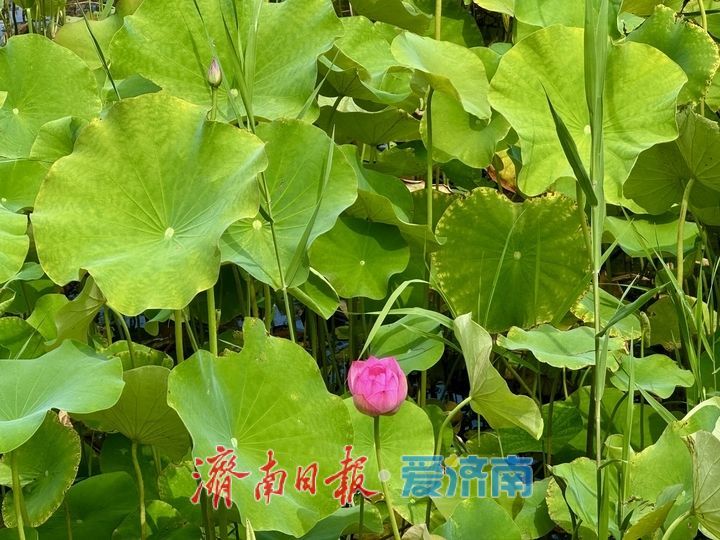 一年四季 泉在济南｜菡萏初绽CBD 泉城夏日添新景