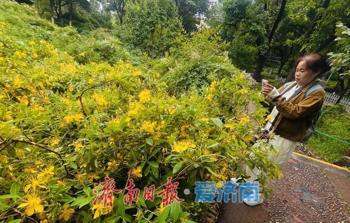 济南泉城公园金丝桃盛放迎客