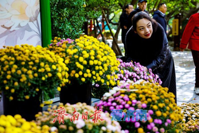 一年四季 泉在济南丨菊韵映泉 趵突泉初冬景致引客来