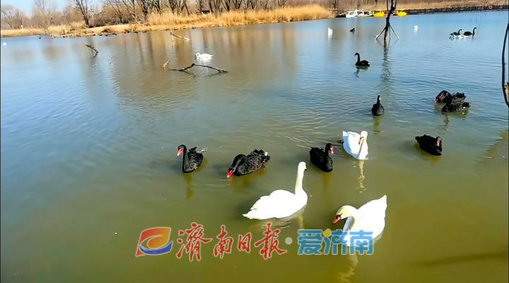 冬日济西湿地化身天空之镜