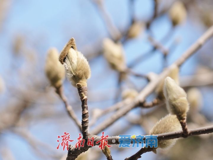 白雪楼前玉兰花含苞待放