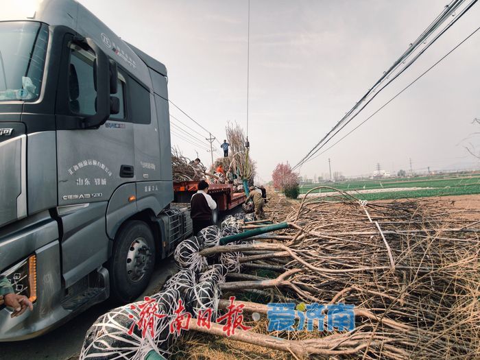 樱花苗木成 “摇钱树” 村民增收有新路