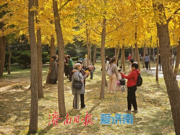 森林公园秋色如画 金黄银杏与巨型白蜡树引客来