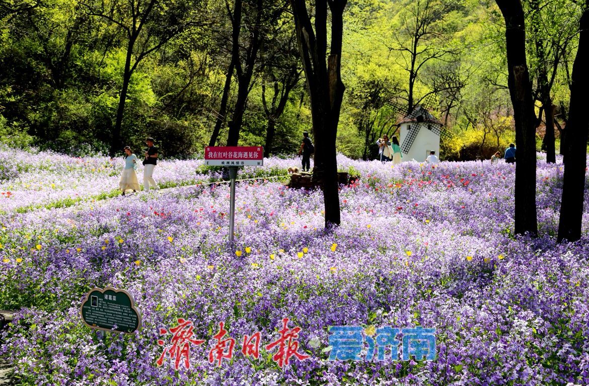 治愈系风景！在红叶谷欧洲风情谷，看漫山紫花如浪