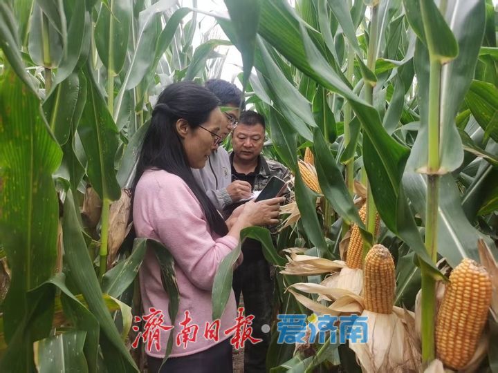 济南应对“三秋”连续降雨，全力保障秋粮归仓秋种顺利