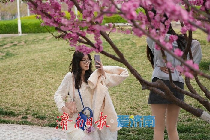 济南泉城广场榆叶梅“花漾”绽放！