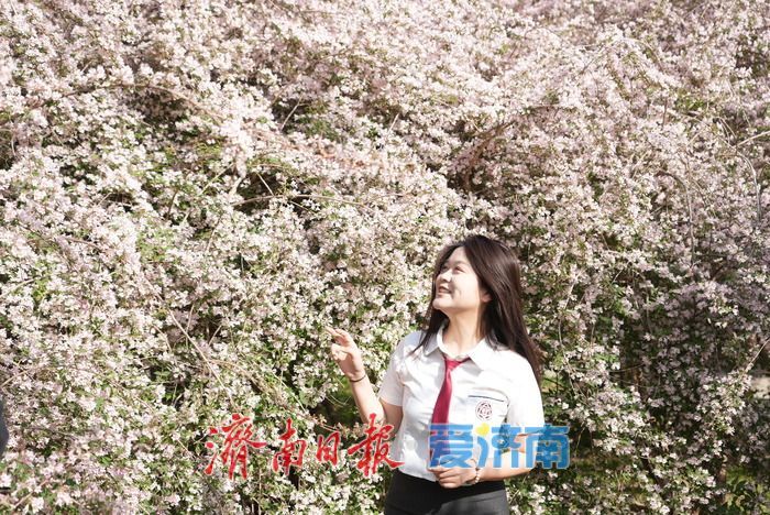 如霞似锦，济南泉城公园珍稀花木猬实进入盛花期