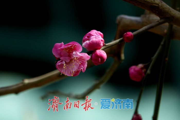 一年四季 泉在济南丨梅开枝头春意闹 暗香浮动醉春光