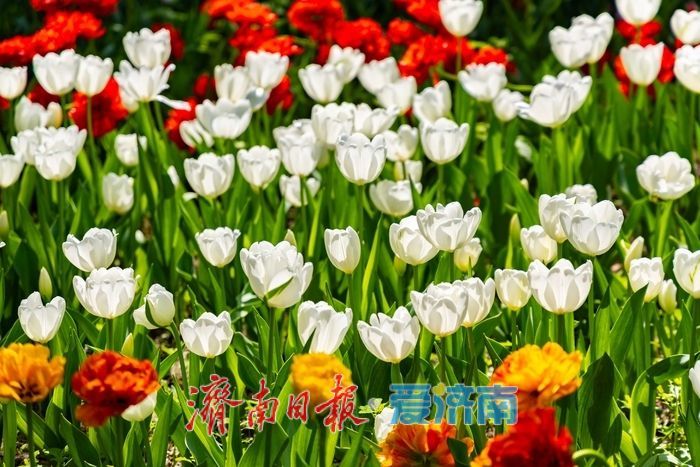 一年四季 泉在济南丨红叶谷百万郁金香盛放，点亮泉城春日盛景