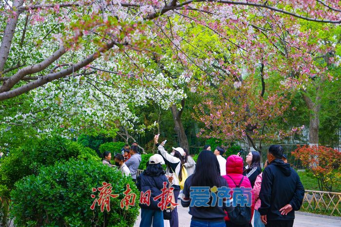 晚樱盛放续春意 五龙潭再迎赏樱高潮