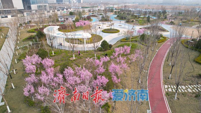 一年四季 泉在济南丨西部国际医学中心片区这座公园春日 “颜值” 拉满