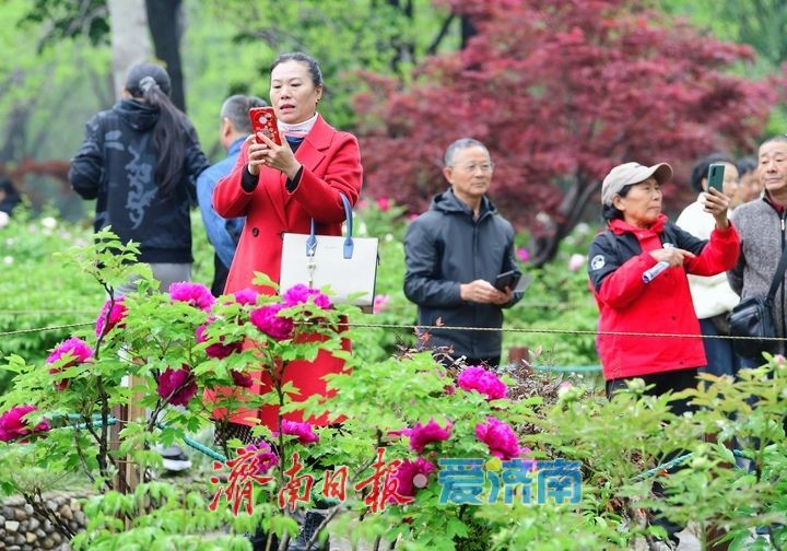 一年四季 泉在济南丨雨润牡丹娇艳欲滴，泉城市区最大牡丹园春色无边