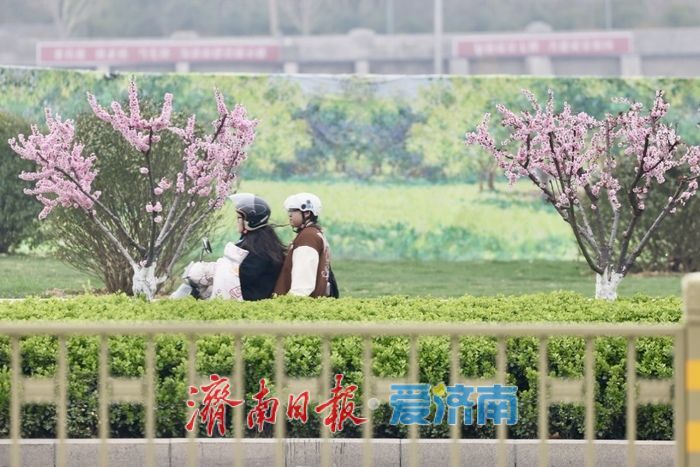 一年四季 泉在济南丨梅香满径！经十路梅花盛放，绘就济南春日街景