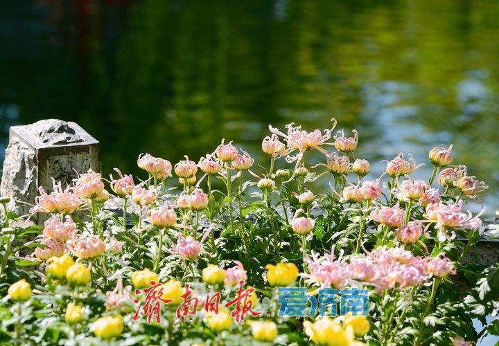 赏名泉喷涌品菊影婆娑，第47届趵突泉金秋菊展即将启幕