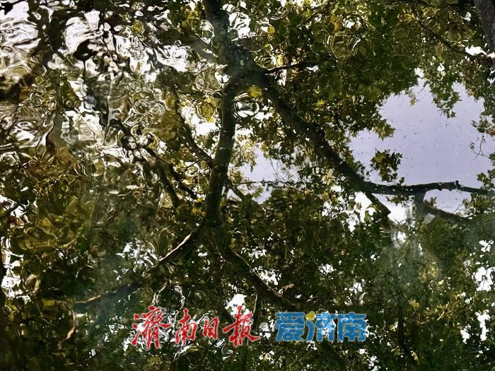 一年四季 泉在济南丨金线泉再现“金线游动” 秋日泉景引客赏