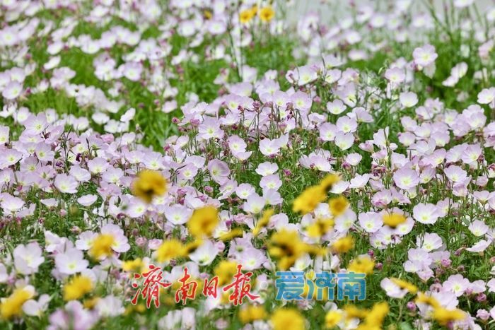 济南CBD初夏限定！美丽月见草盛开，绘就城市浪漫画卷