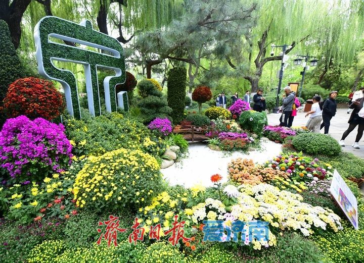 泉畔秋色菊香可待，济南市第47届趵突泉金秋菊展正式启幕