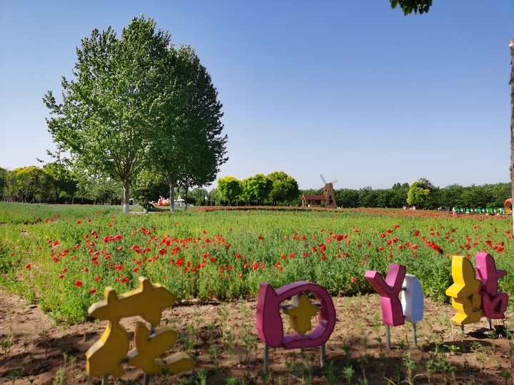 新晋打卡地！济南鲜花港万平花海美到炸