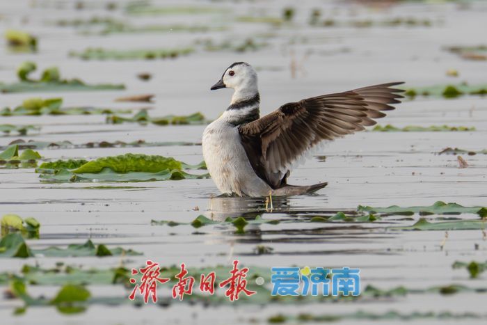 观鸟志愿行遇惊喜，珍稀鸟类棉凫现身华山湖