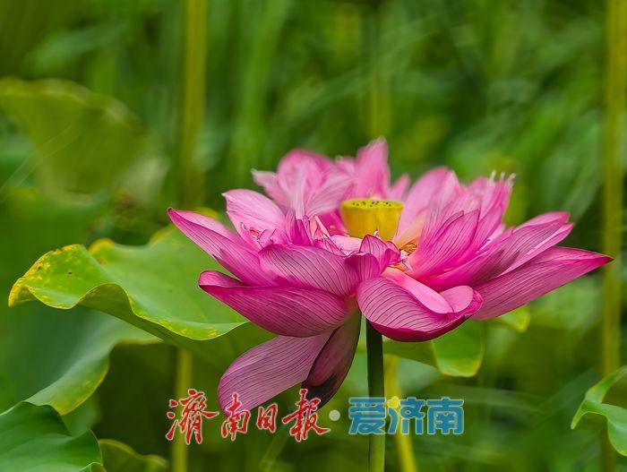 一年四季 泉在济南丨绿荷犹在粉艳如初，济南CBD藏着一整个初秋的温柔