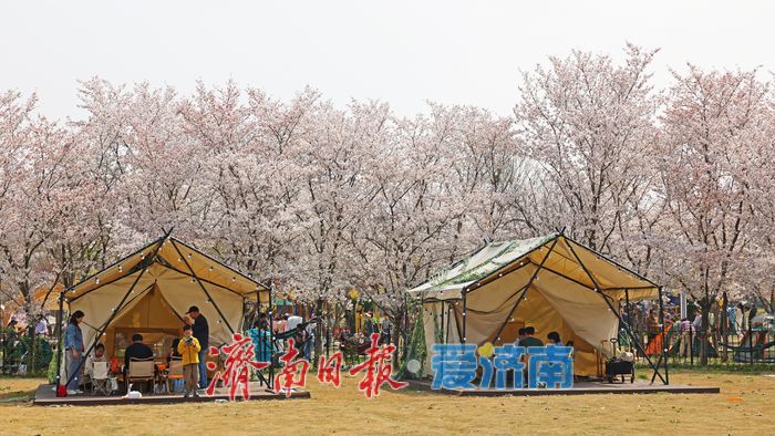 一年四季 泉在济南｜赴一场浪漫樱花雨 济南鲜花港露营赏樱正当时