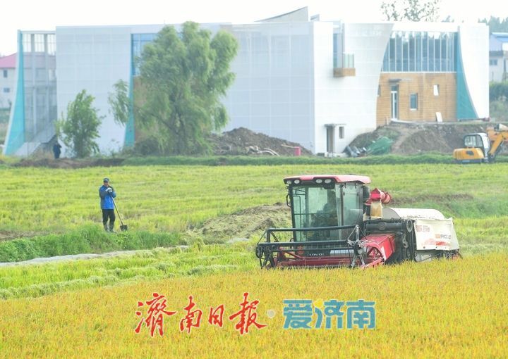 稻浪翻滚收割忙， 雨后抢收保归仓