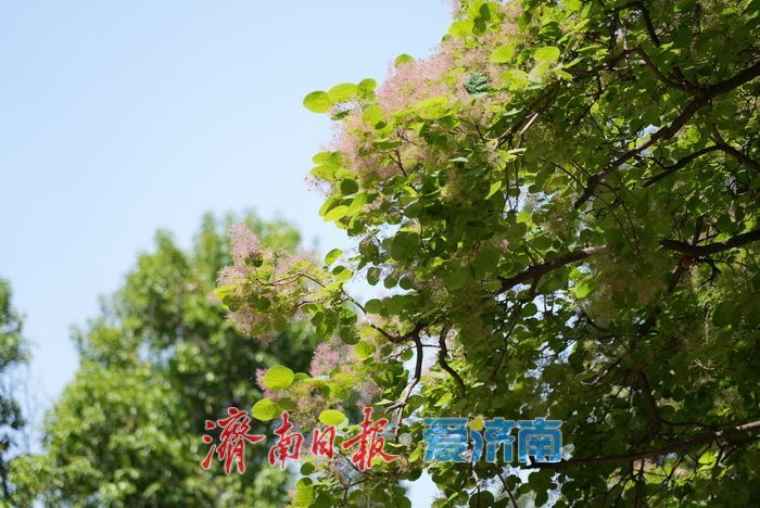 “粉黛”染春色，黄栌醉泉城