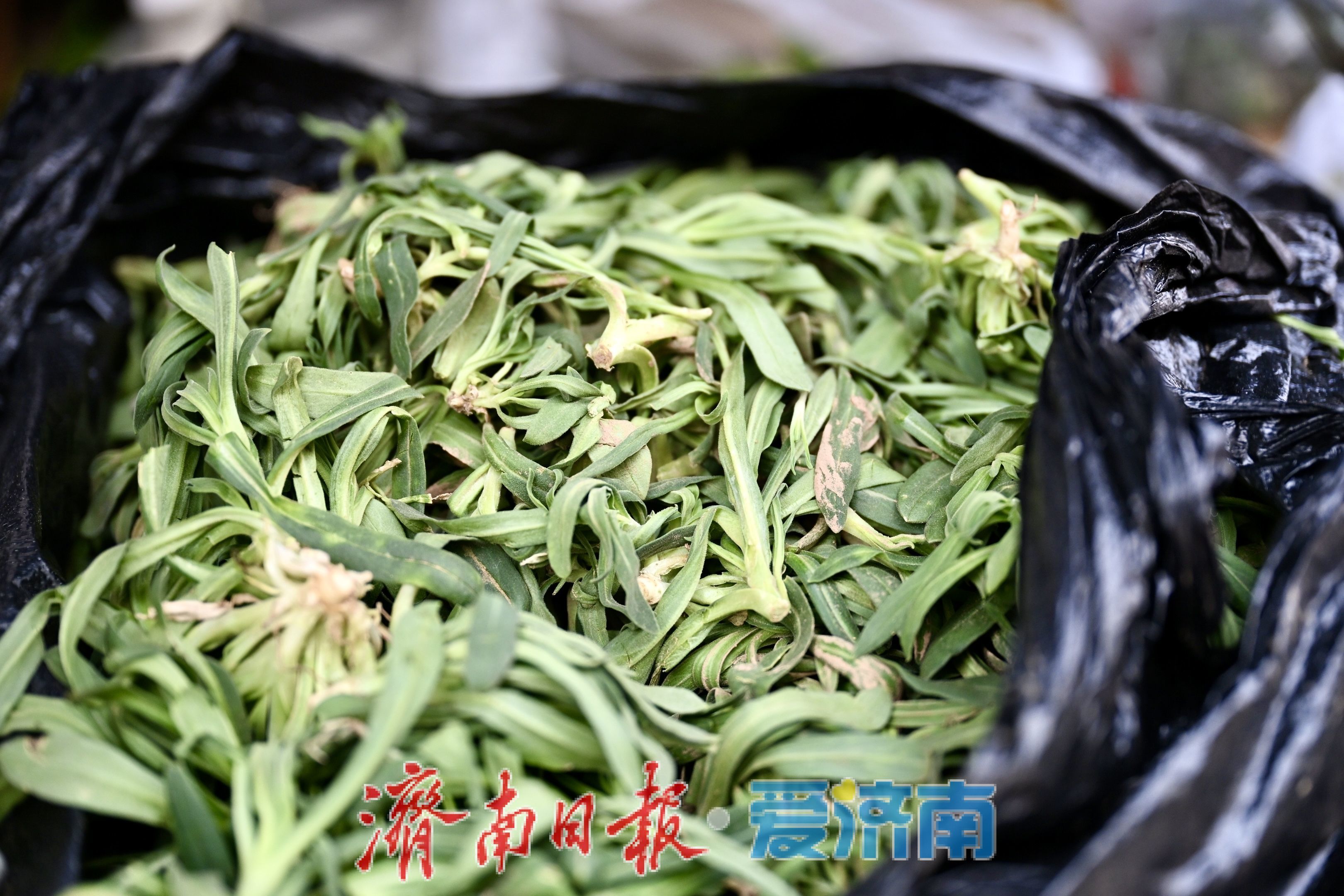 济南民族大街市场春菜上市 价格稳中有降人气旺