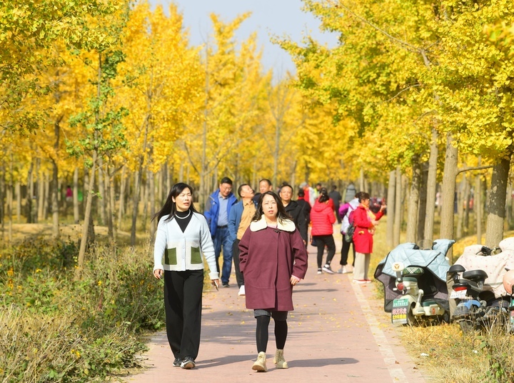 黄叶飘舞大地铺金，济南千亩银杏林迎来最美时刻