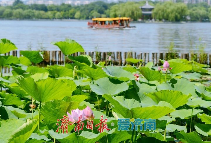 湖光悦色·荷映泉城！济南市第40届荷花艺术节7月3日灿烂启幕