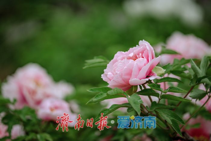 济南泉城公园牡丹芍药盛放，市民共赏春日盛景