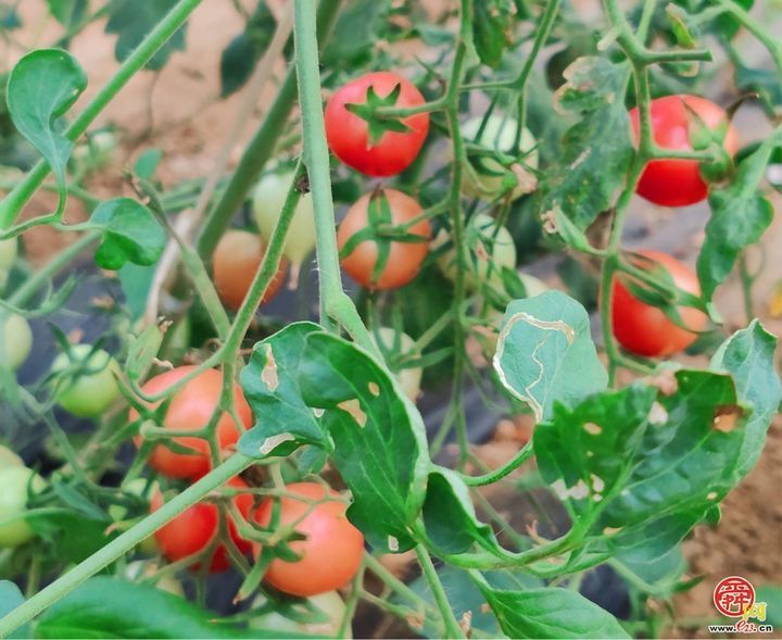 以“药”为媒 以“旅”促农：全媒体见证栾川文产实践