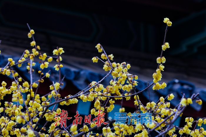 济南大明湖景区腊梅迎来盛花期，冬日亭廊添诗意