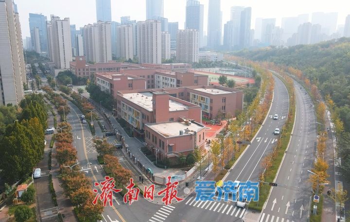 霜降过后济南CBD上演“变装秀”，娜塔栎迎来最美“叶”色