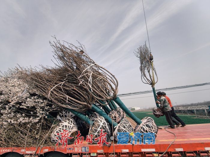 樱花苗木成 “摇钱树” 村民增收有新路