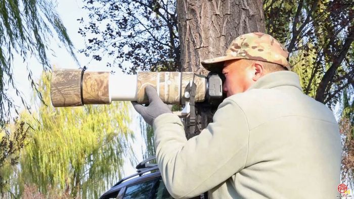 槐荫：生态画卷中的鸟趣与城韵