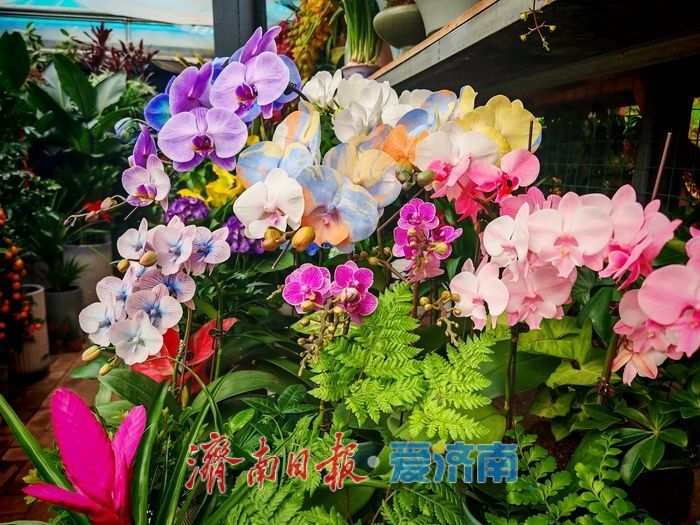年宵花、观赏鱼销售升温 济南花鸟市场迎来节前采购“热”