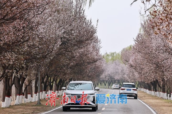 黄河长堤花似雪 紫叶李盛放醉泉城