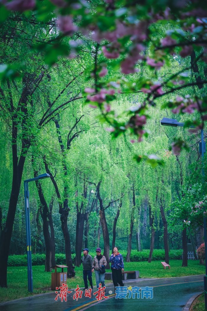 一年四季 泉在济南｜春雨润泉城 济南森林公园春日晨雨后换新颜