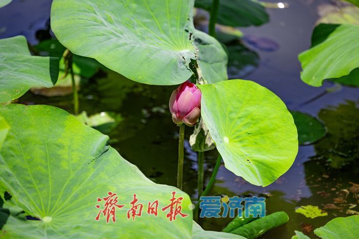 一年四季 泉在济南｜荷风初起夏意浓 济南大明湖荷花陆续绽放启幕初夏美景